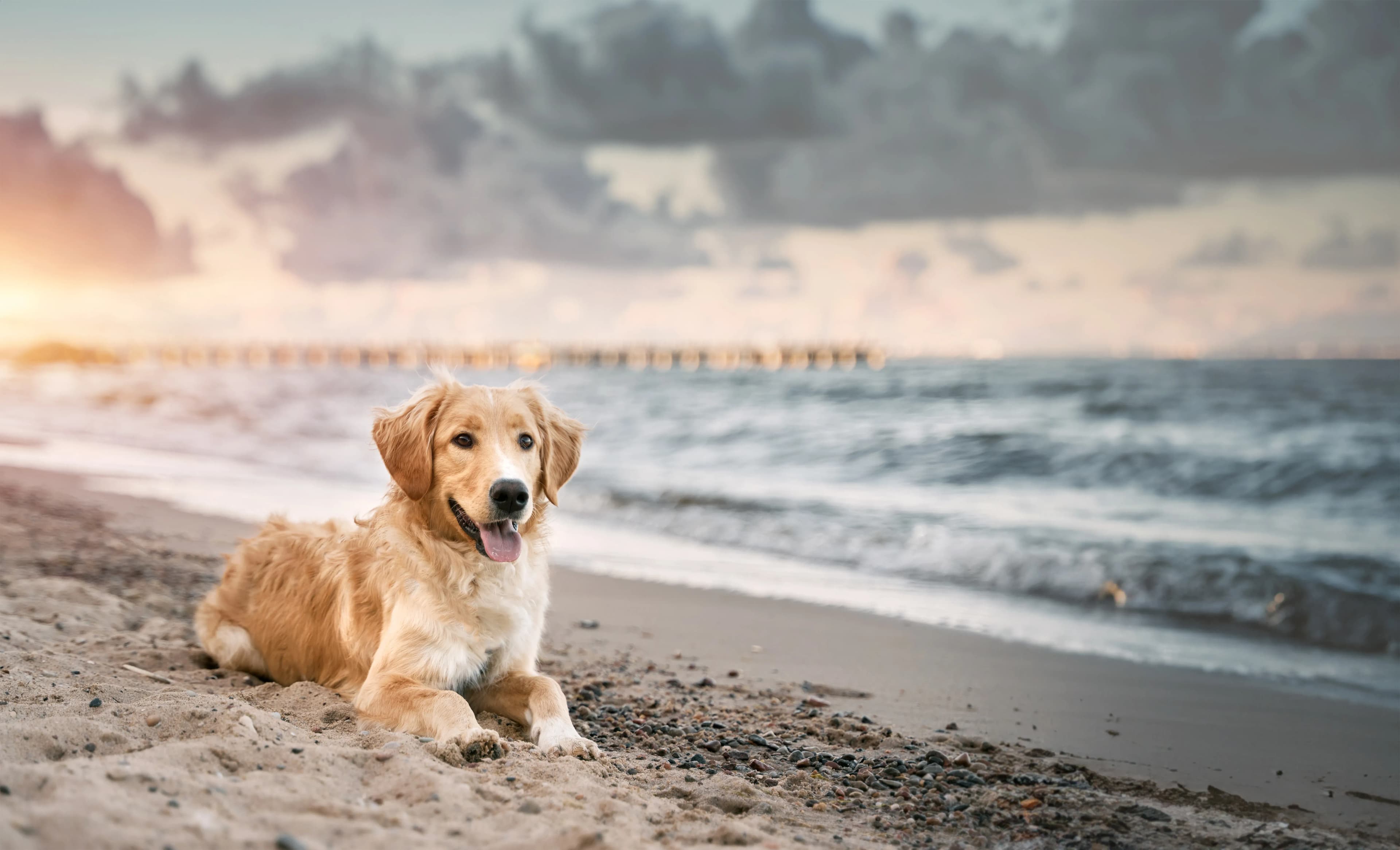 Ostseeurlaub auf Usedom mit Hund am Achterwasser
