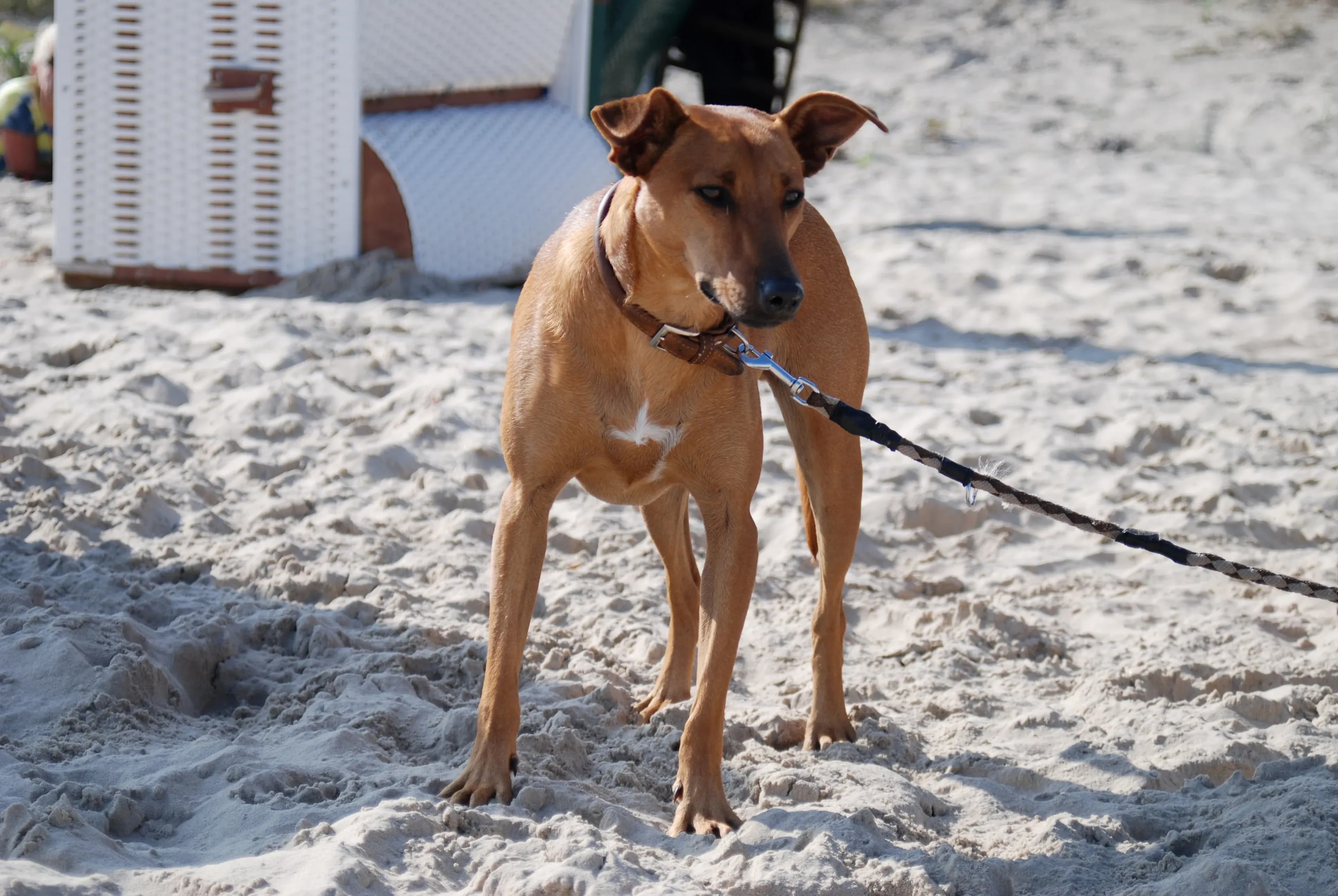 Urlaub mit Hund am Hundestrand von Usedom planen